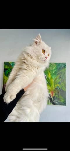 persian cat