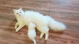 Double coated Semi punch face Persian kittens