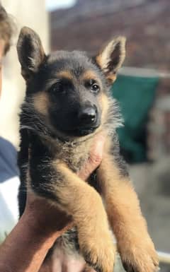 German shepherd puppies