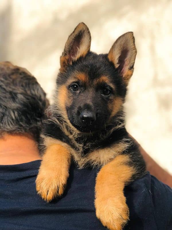 German shepherd puppies 1