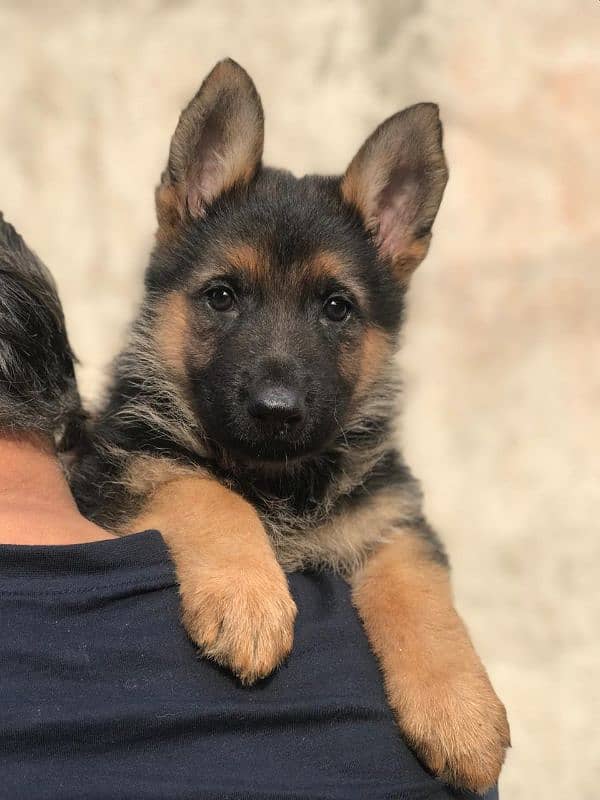 German shepherd puppies 2