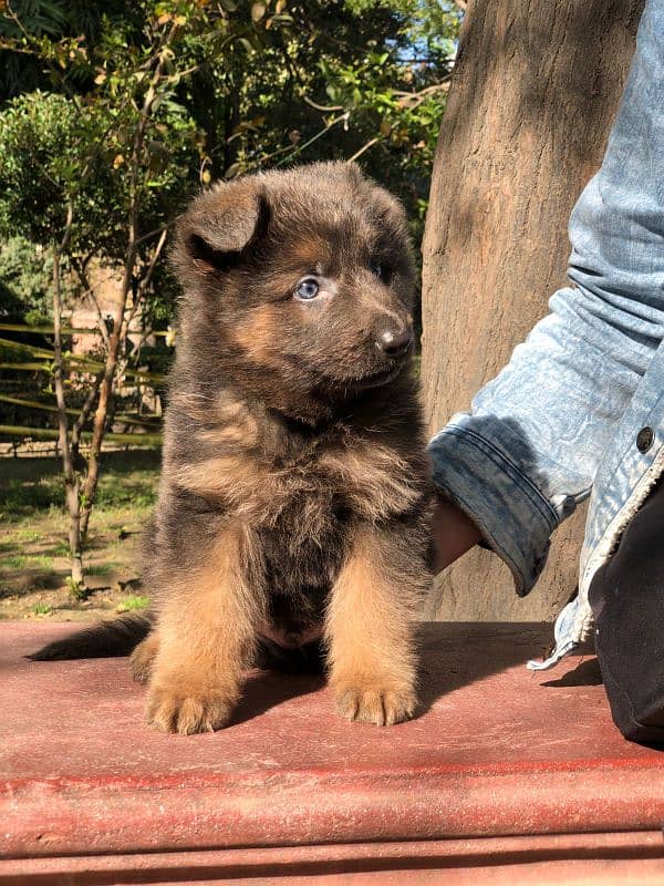 German shepherd puppies 4