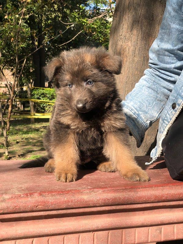 German shepherd puppies 6