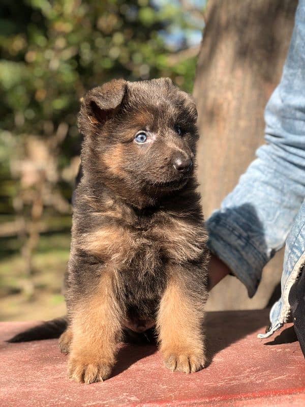 German shepherd puppies 9