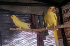 Yellow Ringneck Breeder Female | Ringneck Parrot | Ringneck Female