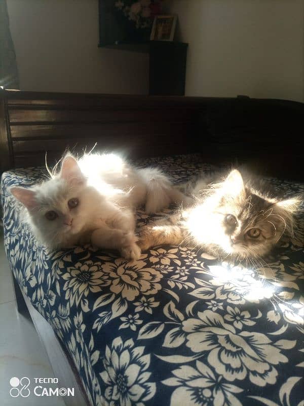 Persian Cats 4