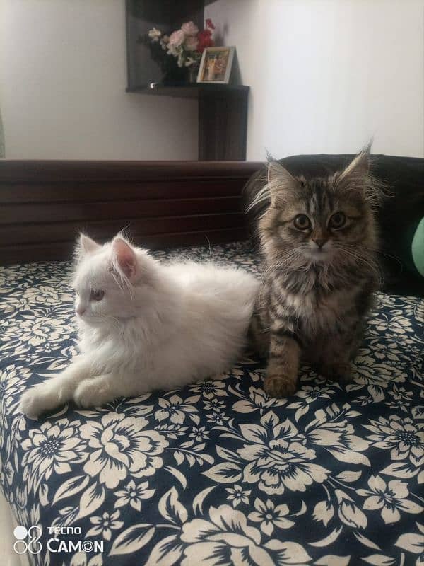 Persian Cats 7