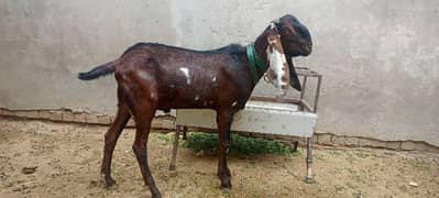 Goat Bakra