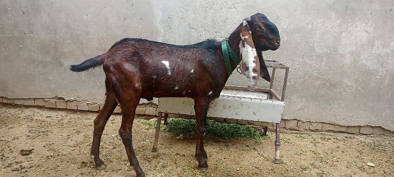 Goat Bakra 0