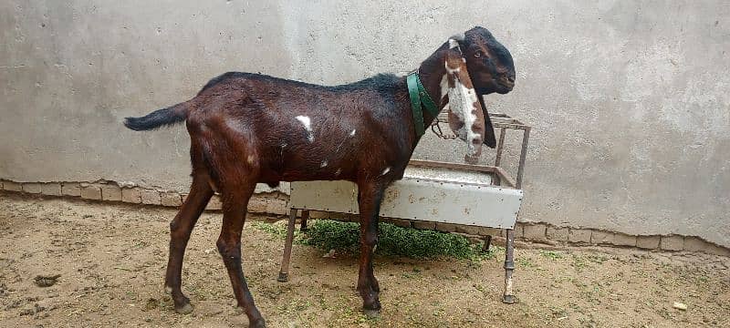 Goat Bakra 1