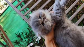 cute/ Persian/ peki/ pikibloodline/ Top Quality/ triple/ fluffy/ kitty