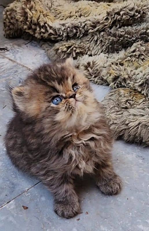 cute/Persian kitten/peki/pikibloodline/Top Quality/triple/fluffy/kitty 1