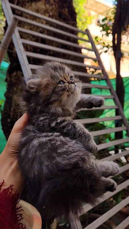 cute/Persian kitten/peki/pikibloodline/Top Quality/triple/fluffy/kitty 2