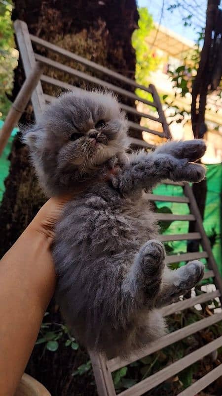 cute/Persian kitten/peki/pikibloodline/Top Quality/triple/fluffy/kitty 3