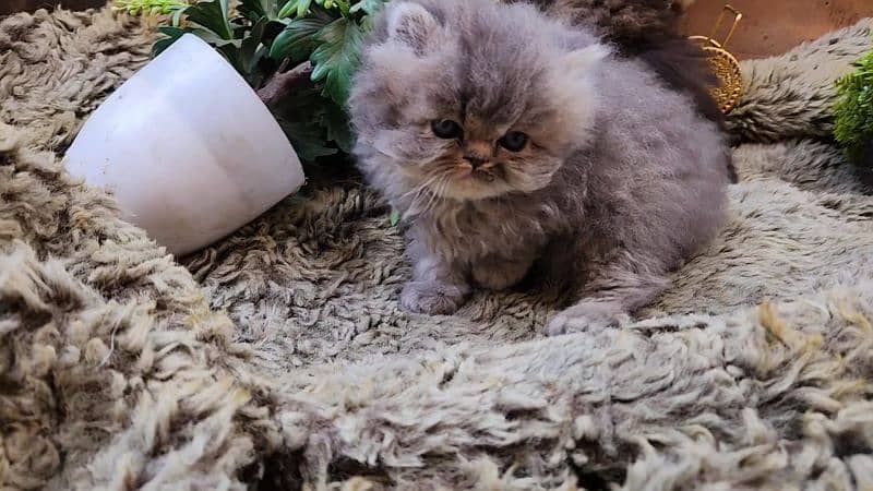 cute/Persian kitten/peki/pikibloodline/Top Quality/triple/fluffy/kitty 4