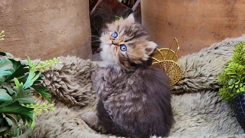 cute/Persian kitten/peki/pikibloodline/Top Quality/triple/fluffy/kitty 5