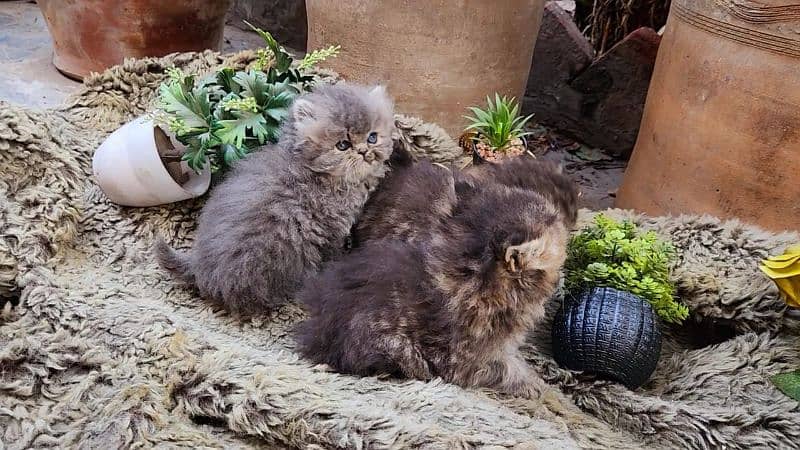 cute/Persian kitten/peki/pikibloodline/Top Quality/triple/fluffy/kitty 6