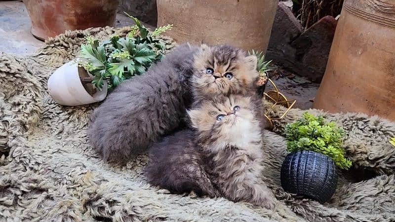 cute/Persian kitten/peki/pikibloodline/Top Quality/triple/fluffy/kitty 8