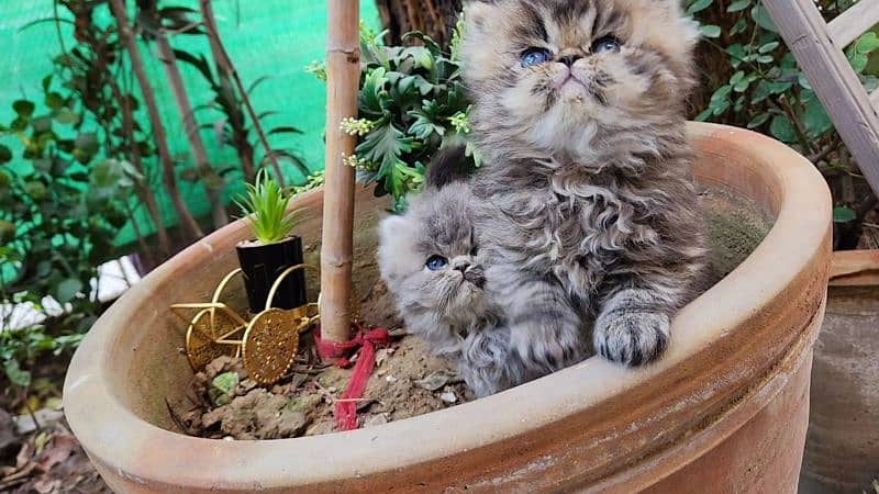 cute/Persian kitten/peki/pikibloodline/Top Quality/triple/fluffy/kitty 9