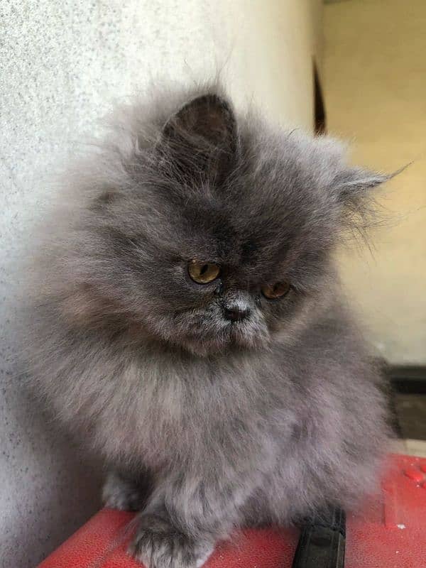 cute/Persian kitten/peki/pikibloodline/Top Quality/triple/fluffy/kitty 11