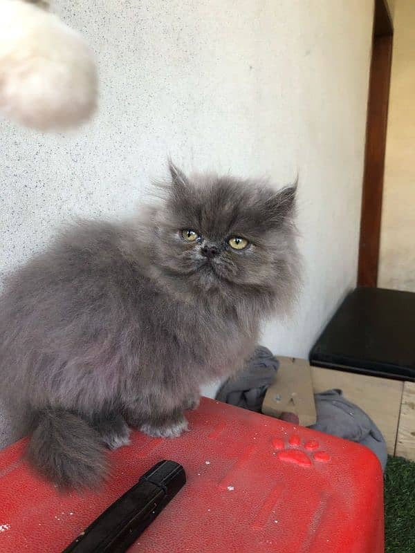 cute/Persian kitten/peki/pikibloodline/Top Quality/triple/fluffy/kitty 12