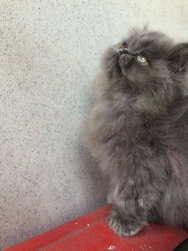 cute/Persian kitten/peki/pikibloodline/Top Quality/triple/fluffy/kitty 13