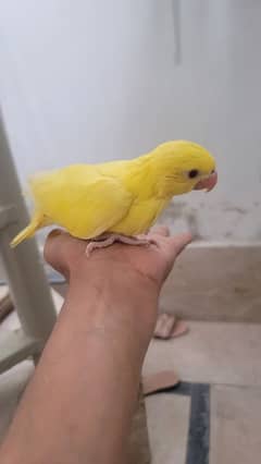 yallow ringneck age 2 mnth