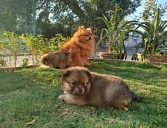 Pedigree Pomeranian Puppy for Sale