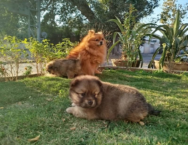 Pedigree Pomeranian Puppy for Sale 0