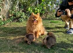 03298030040/ Pedigree Pomeranian Puppy for Sale /Toy Dog /Dog for Sale