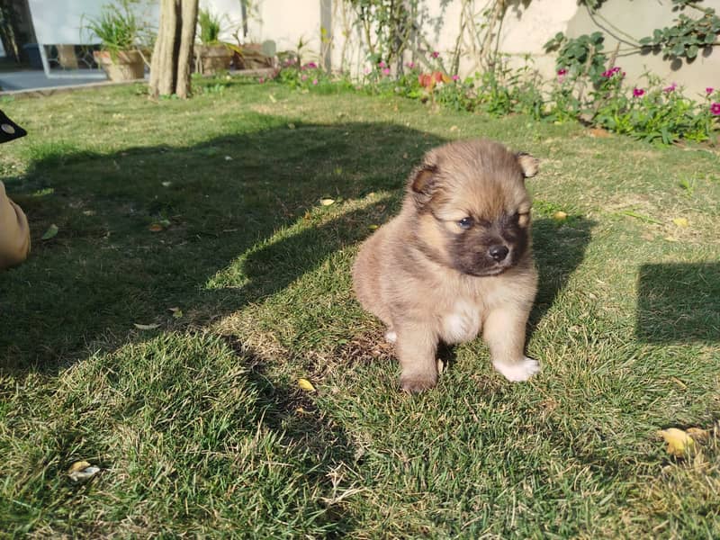 Pedigree Pomeranian Puppy for Sale 2