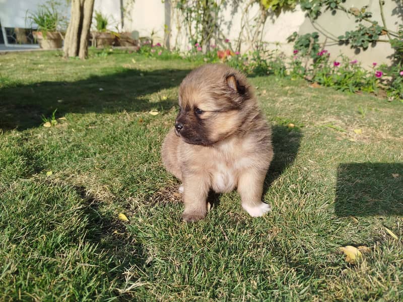 Pedigree Pomeranian Puppy for Sale 3