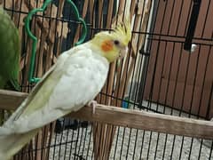 cockatiel