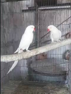 White Ringneck Breeder Pair | Parrot Breeder Pair | Ringneck Chicks