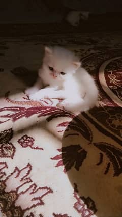 Full white kitty available