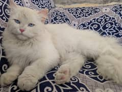 persian cat 1 year age. fully frndly