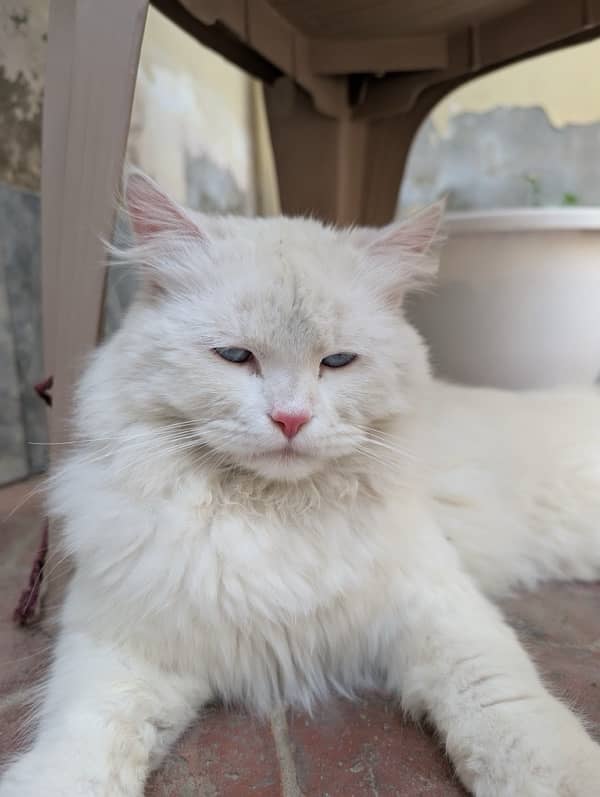 persian cat 1 year age. fully frndly 2