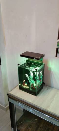 Betta and gold fish house