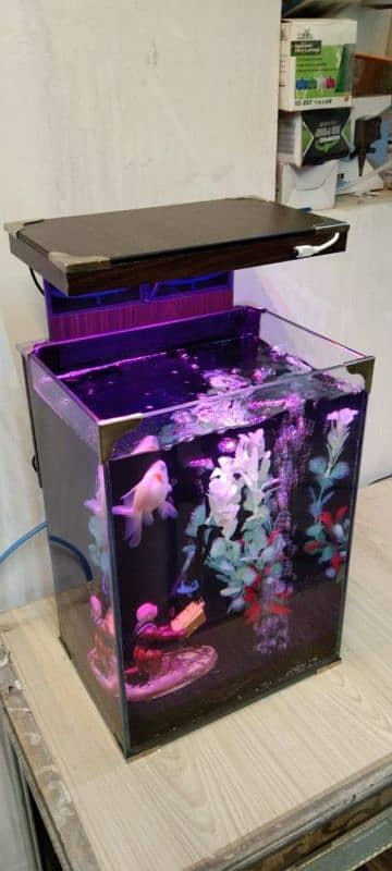 Betta and gold fish house 4