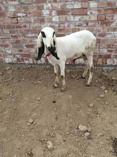 goat and sheep for sale in Lahore