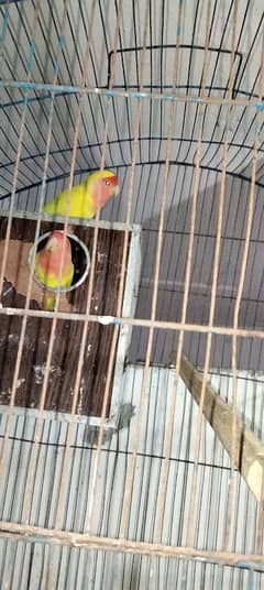 Latino lovebird fisher pair Staliyn red eyes 3 piece 03014616692