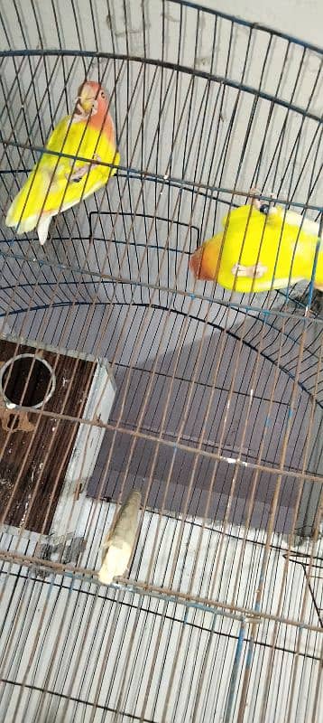 Latino lovebird fisher pair Staliyn red eyes 3 piece 03014616692 3