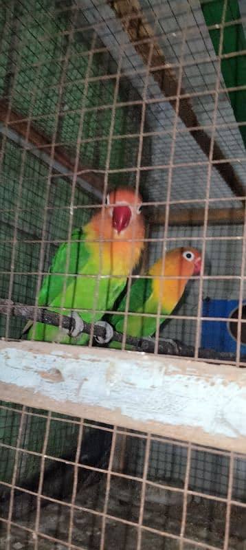 Latino lovebird fisher pair Staliyn red eyes 3 piece 03014616692 4