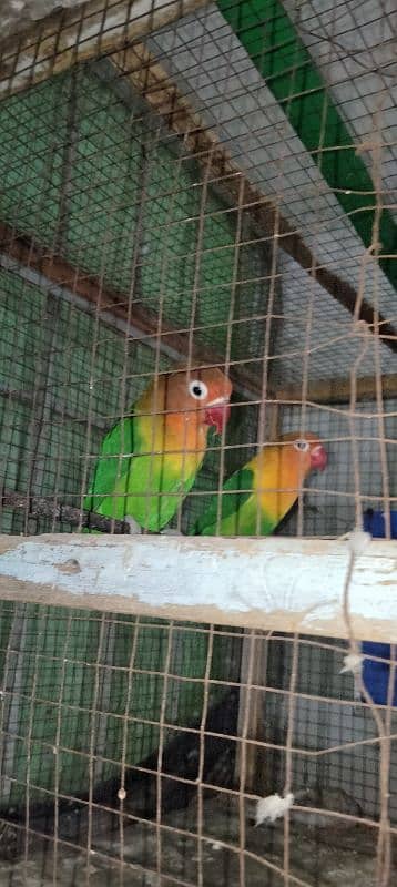 Latino lovebird fisher pair Staliyn red eyes 3 piece 03014616692 5