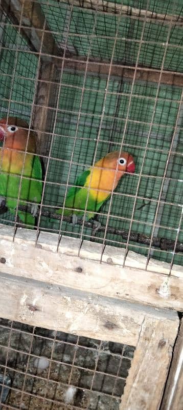 Latino lovebird fisher pair Staliyn red eyes 3 piece 03014616692 6