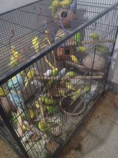 24 pairs of budgies