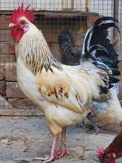 desi hen for sale ha healthy and active