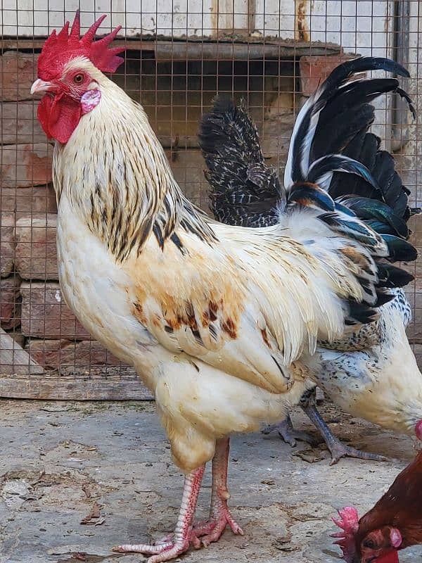 desi hen for sale ha healthy and active 0