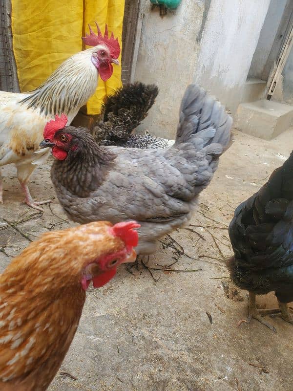 desi hen for sale ha healthy and active 2