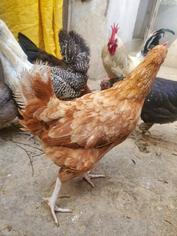 desi hen for sale ha healthy and active 3